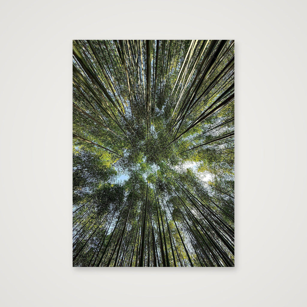 "Bamboo forest" - Japan — 42×59cm, 17×23" Print only