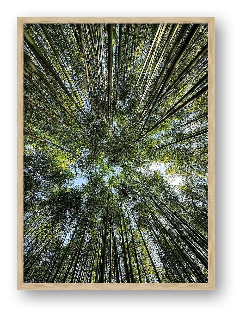 "Bamboo forest" - Japan — framed
