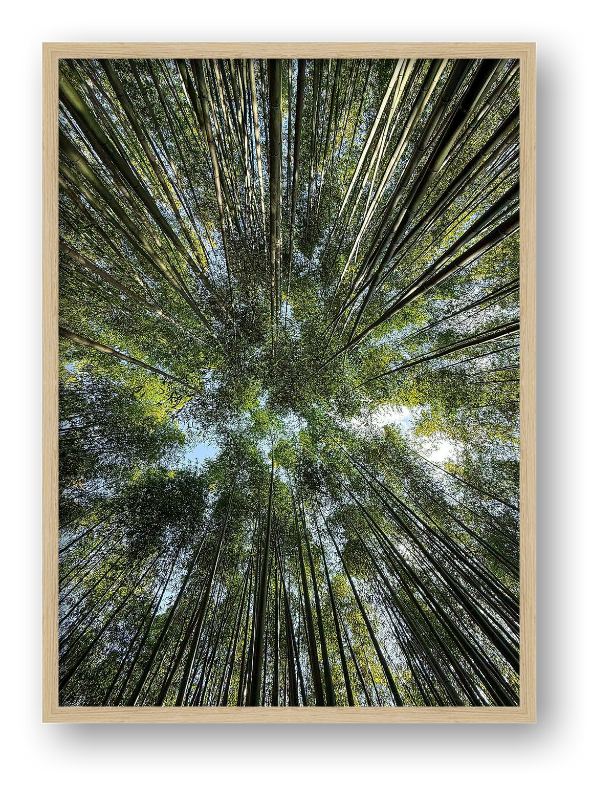 "Bamboo forest" - Japan — framed