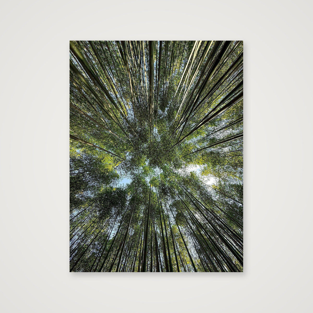 "Bamboo forest" - Japan — 30×40cm, 12×16" Print only