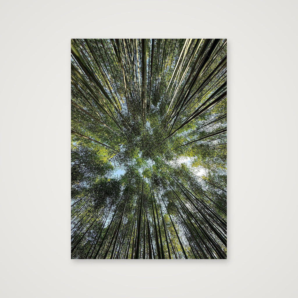 "Bamboo forest" - Japan — A4 (21×30cm, 8×12") Print only