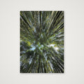 "Bamboo forest" - Japan — A4 (21×30cm, 8×12") Print only