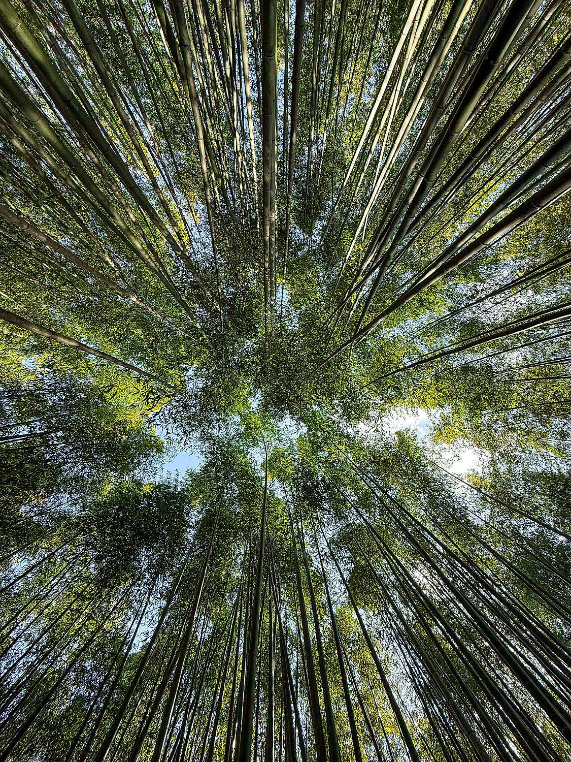 "Bamboo forest" - Japan