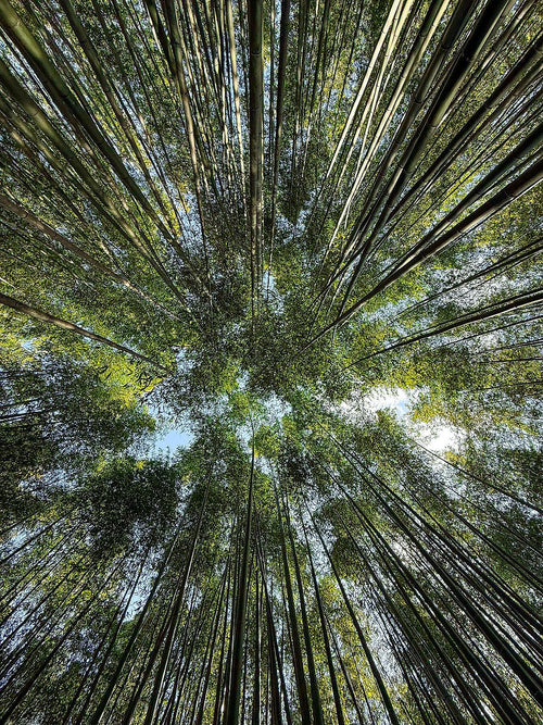 "Bamboo forest" - Japan